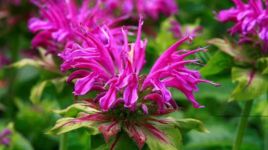 Bee Balm: If You Plant It, They Will Come