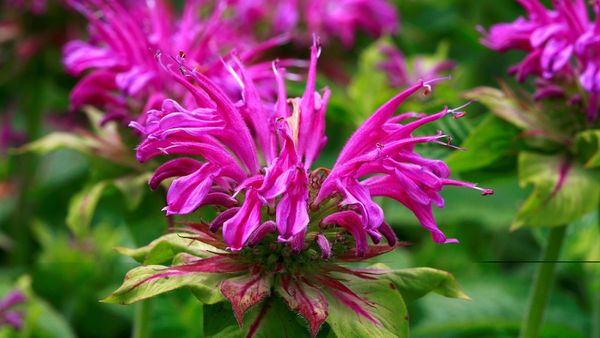 Bee Balm: If You Plant It, They Will Come