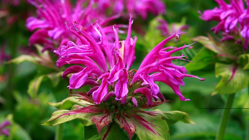 Bee balm