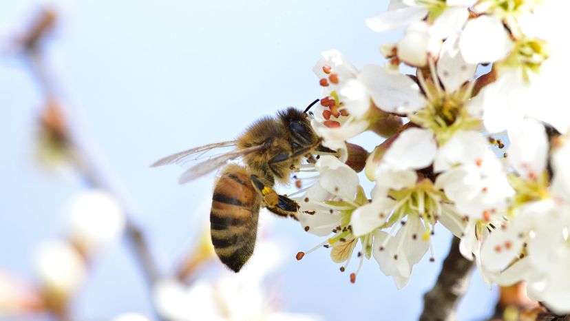 bumblebee lands on the flowers of a white sloe bush