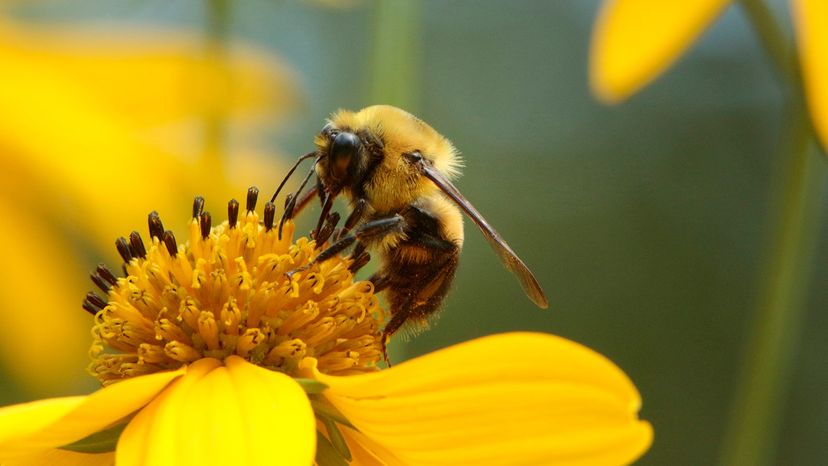 Mining Bee on Tickseed Sunflowe