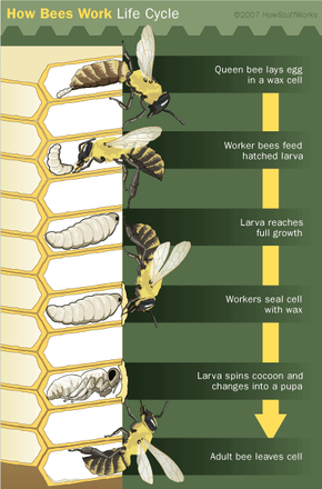 The Honeycomb and Bee Reproduction