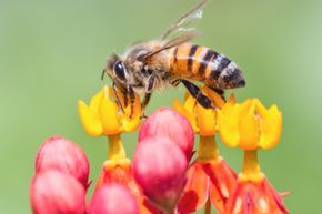 Bees may bug you, but they're essential to our environment.