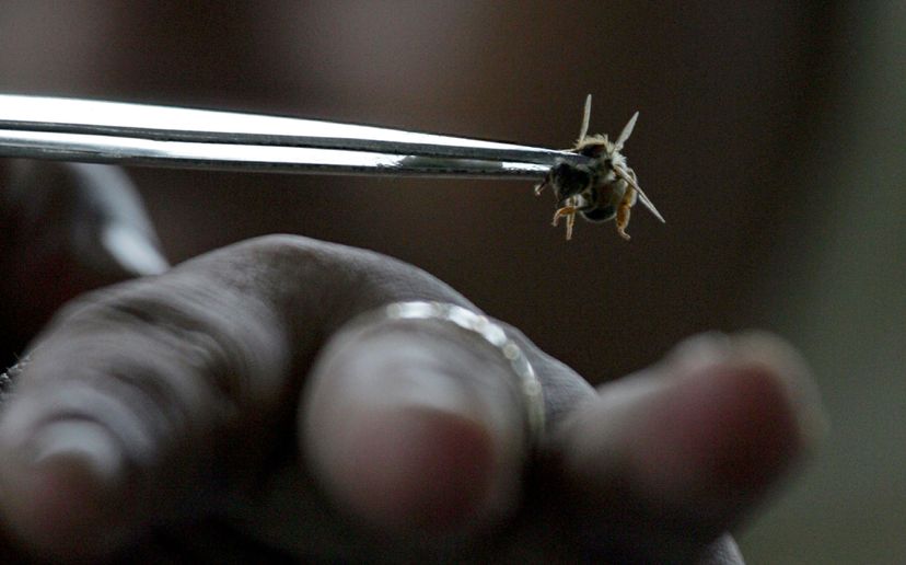 Most bees aren’t actually very aggressive, so it takes some effort to get them to sting.