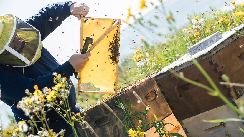 蜜蜂s, beekeeping