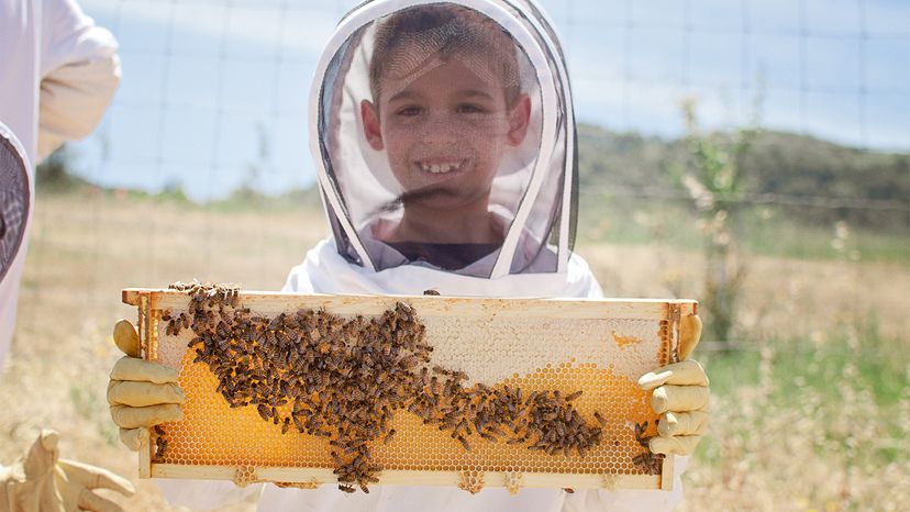 kid, beekeeping	