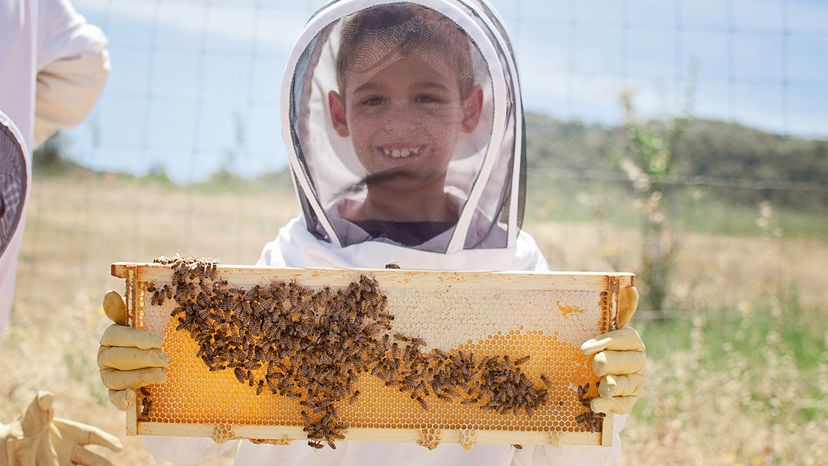 kid, beekeeping