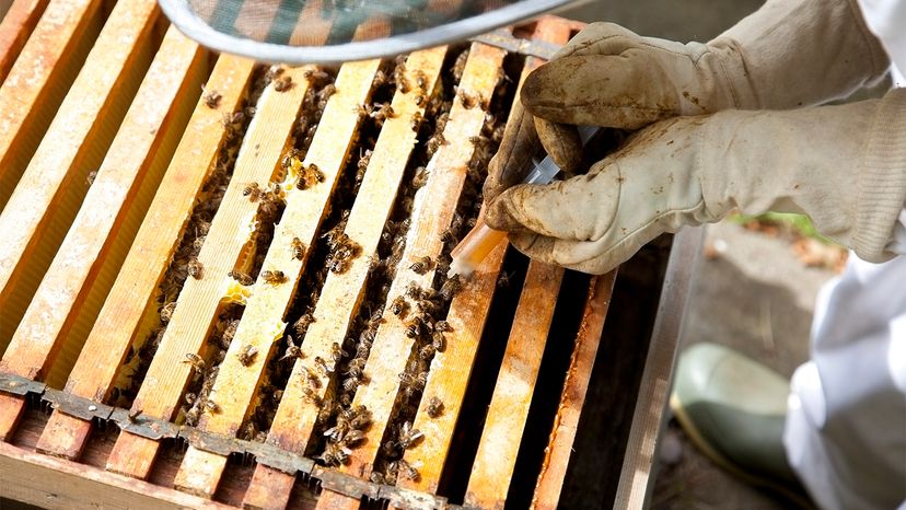 diseases, beekeeping