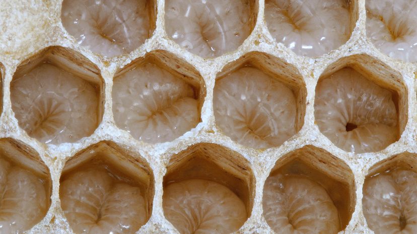 bees, brood