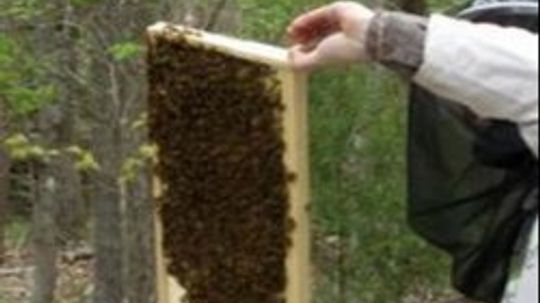 How to Select Beekeeping Supplies
