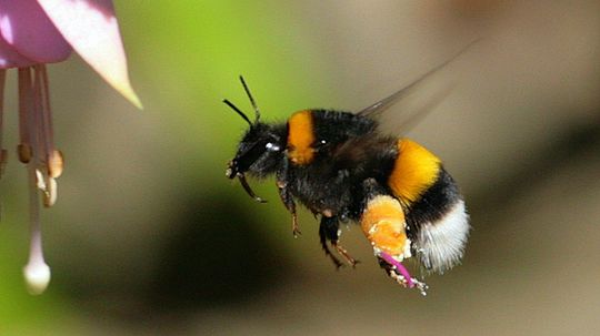 Bees Stopped Buzzing During the 2017 Solar Eclipse