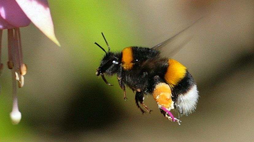 bumble bee in flight