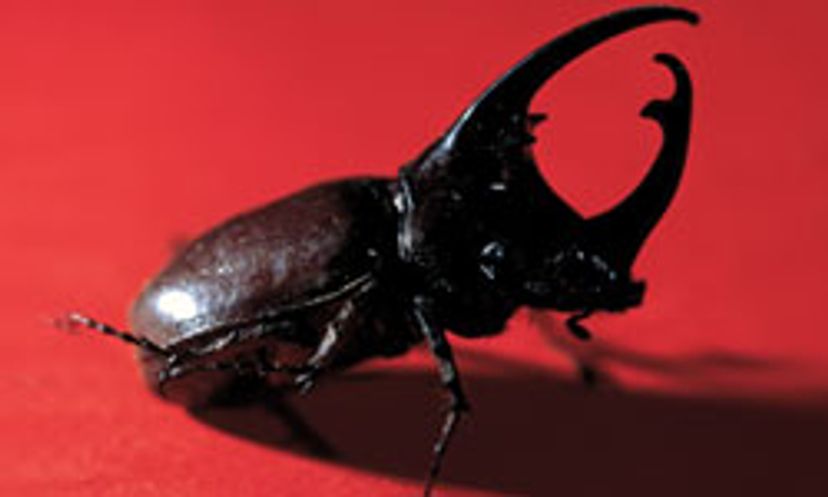 The Ultimate Beetle Quiz