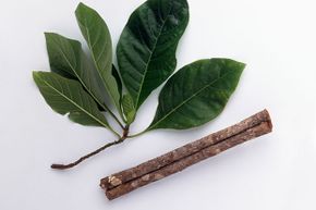 The bark of the cinchona tree was used to make quinine, a cure for malaria.