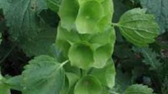 爱尔兰钟，贝壳花，摩鹿加香膏＂width=