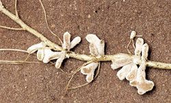 Many plants, like soybean, can't fix nitrogen, so they depend on the rhizobium bacteria, which is found in the roots of the plant, to fix atmospheric nitrogen and make it available to the plant.