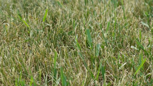 Is there a benefit to crabgrass?