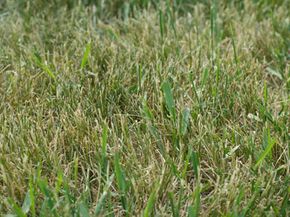 Here, you can see the crabgrass (the brighter green blades) growing within the dying grass.