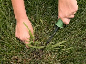 removing crabgrass