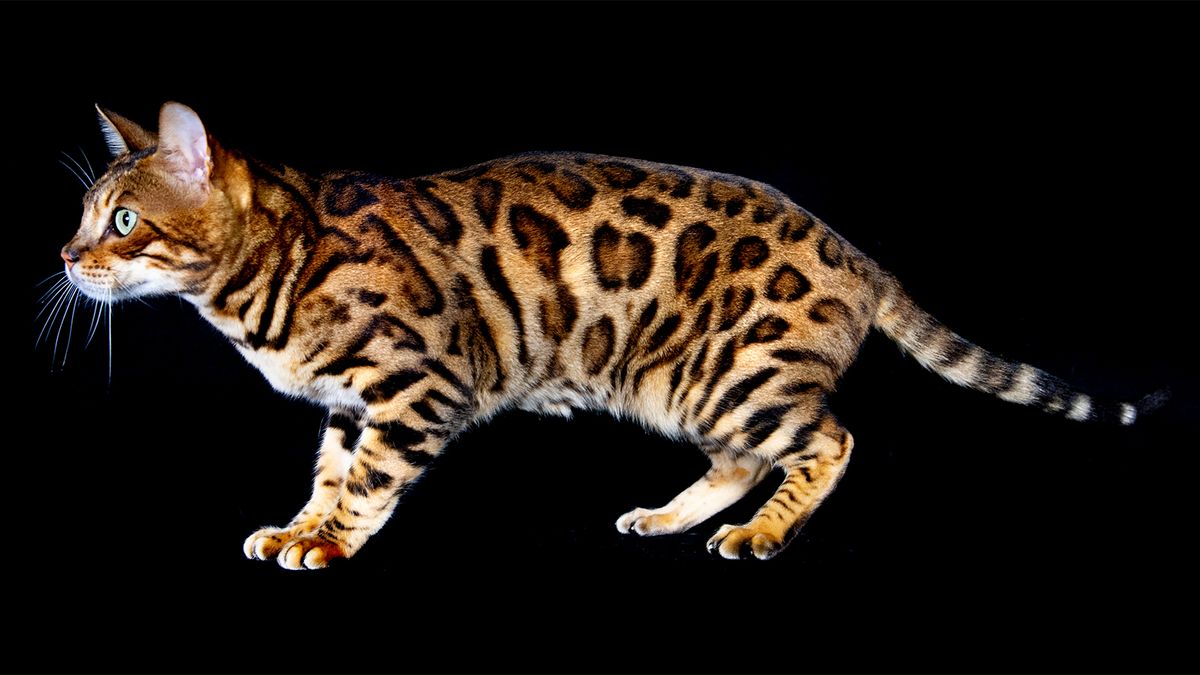 bengal-cats-are-mini-leopard-hybrid-housecats-howstuffworks