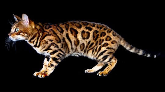 Bengal Cats Are Mini Leopard Hybrid Housecats