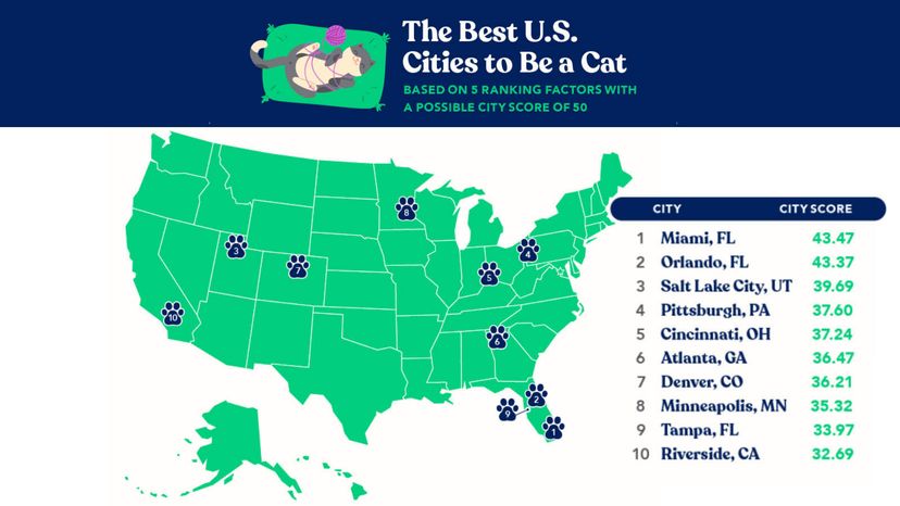 best city for cats