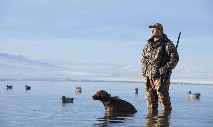 The Ultimate Best Hunting Dog Quiz