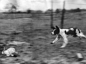dog chasing rabbit