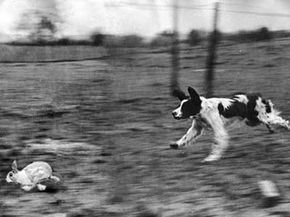 Dog and 2024 rabbit hunting