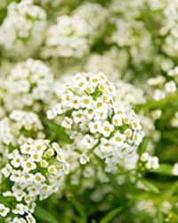 乔治亚州雅典的Bloom的甜美alyssum。“border=