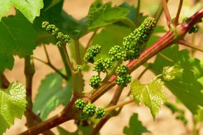 New grape buds in vineyard