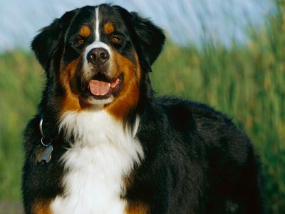 Bernese Mountain Dog