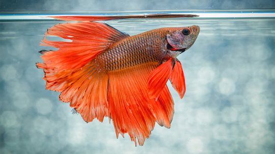 5 Things Everyone Gets Wrong About Betta Fish