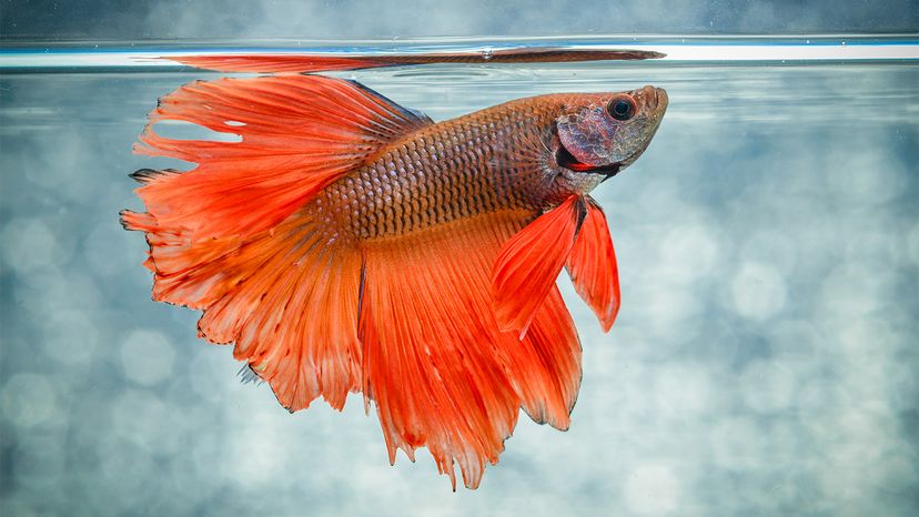 siamese fighting fish fighting each other