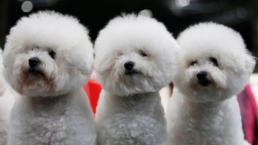 bichon-frise	