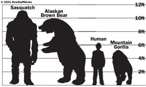According to numerous accounts of sasquatches and yetis, the creatures tower over humans and apes. Typically, they are said to be 9 to 11 feet (around 3 m) tall.