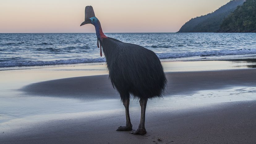 Southern cassowary on the beach