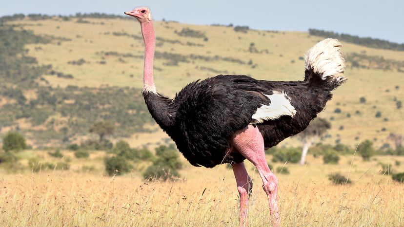 A male common ostrich
