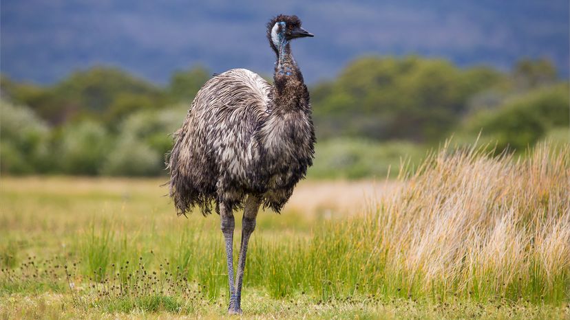 biggest birds