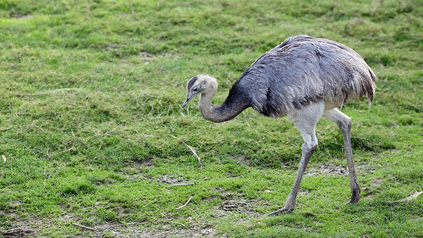 biggest birds