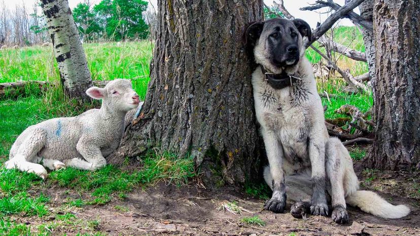 Anatolian Shepherd