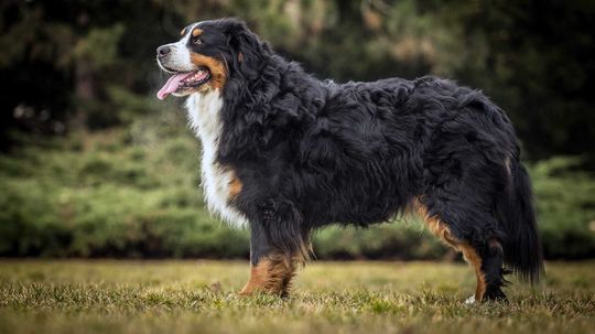 12 of the Biggest Dog Breeds in the World
