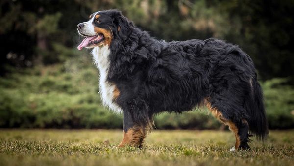 Bernese Mountain Dog