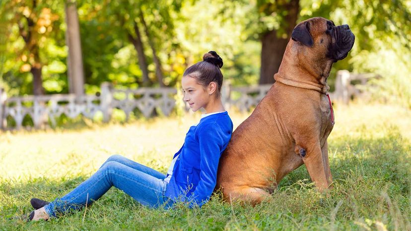 Largest mastiff best sale on record