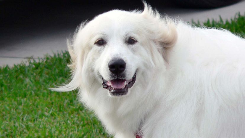 Great pyrenees 2024 webbed feet