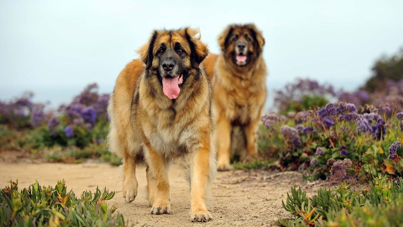 Largest leonberger sale