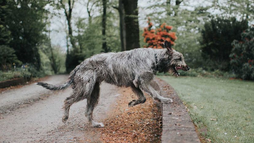 which dog has longest tail