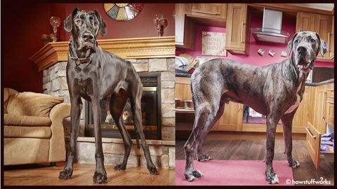 What's the Biggest Dog in the World? - Vimarsana News