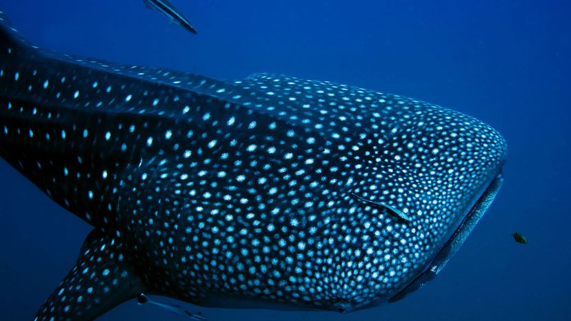 The whale shark may look like a whale and swim like a whale, but is, in actuality, a shark. DJ Mattaar/Shutterstock