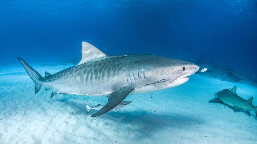 This tiger shark was spotted in action at Tiger Beach in the Bahamas. Michael Bogner/Shutterstock